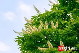 玄武湖“网红”七叶树开花，等你打卡图片