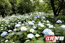 湖南规模最大、花色最全的绣球花展，正在初夏绽放图片