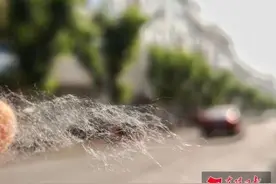 东阳满天飘絮，有人吓得不敢开窗！近期出门一定要注意防护图片