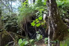 天气渐热，自然保护地的小猴子们待不住了······《秘境之眼》带您走进它们的日常图片
