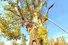 30年，等来城市“再生长”，宝山杨行正在新生图片