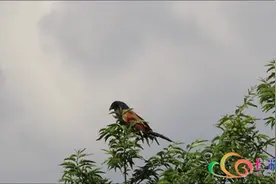 首次！云南巍山县发现国家二级重点保护动物褐翅鸦鹃图片