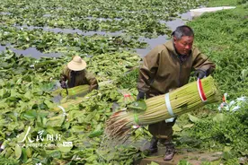 湖北云梦：食用睡莲采收忙图片