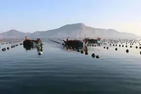 四面环海的大钦岛又到了海带丰收的季节图片