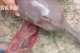 印度恶少残忍恣耍濒危恒河豚宝宝 流血状态放归河中 网友：谋杀图片