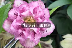 春节开花至今都不谢，超长待机的姑娘“铁筷子”为什么要取硬邦邦的名字图片