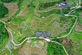 广西龙胜：特色产业助增收 蓝莓采摘正当时图片