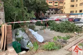 大风刮倒大树，柳石路一露天停车场两车被压，一车受损严重图片