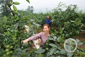 江津今年鲜花椒产量预计达30万吨 保鲜花椒收购价每斤4元起图片