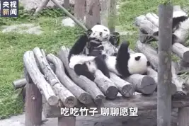 朱广权和手语老师最新力作，携手为这个顶流天团打call图片