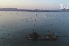 「图片故事」福建湄洲湾开启海带丰收季图片