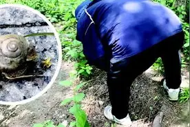 潍坊：得知蜗牛有药效，有人专程到野外捕捉！专家提醒…图片
