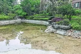 青蛙天天“高歌”业主夜夜“失眠”悠山郡小区物业：尝试过很多方法 目前还无法彻底解决图片