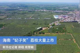 海南“妃子笑”荔枝大量上市视频封面