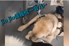 让导盲犬枕着脚休息的小姐姐找到了！这个小细节太暖心……图片