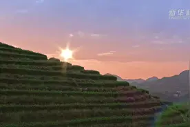 用心呵护每一杯好茶视频封面