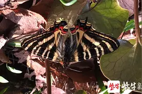 精彩！南京市民拍下中华虎凤蝶的成长过程图片