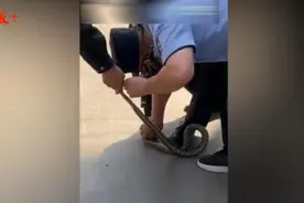 居民家中空手抓蛇，民警险被咬伤图片