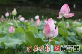 南宁南湖公园荷花开了！美美美美美美美(组图)图片