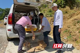 养鸡“啄”出脱贫路 衡阳县这个青年身残志不残图片