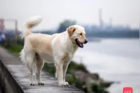 佛山举行禁养烈性犬名录论证会，专家建议从名录中移除这6种犬视频封面