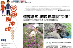 它的故事丨遗弃增多，流浪猫狗很“受伤”图片