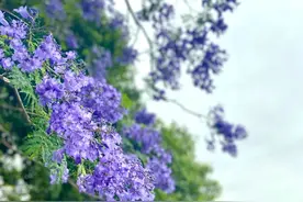 5月的成都高新，与蓝花楹来一场浪漫邂逅图片