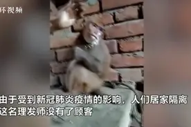 印度理发师没有顾客给猴子理发，猴子非但不怕还十分配合图片