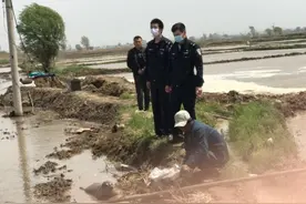 小海豹闯进稻田地，被送走还一步三回头图片