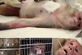 美国实验室曝丑闻：强迫怀孕日本猕猴吃猪油抽烟喝酒以研究其后代图片