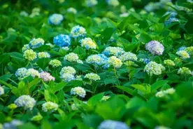 绣球花海周末上线！带孩子来这儿，让他们融化你的夏天！图片