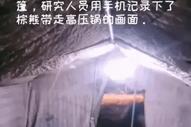 棕熊闯入帐篷，带走一锅新疆抓饭！网友：来拿外卖了图片