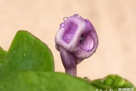 紫白多变，双色茉莉花开浓郁飘香图片