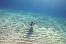 有趣！小海豚嫌潜水员游的慢想把游泳技巧教给人类视频封面