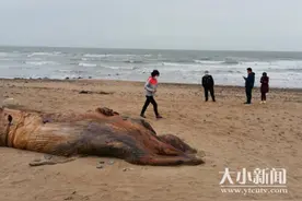 痛心！7米鲸鲨搁浅海阳港海滩死亡 肚子里充满海洋垃圾图片