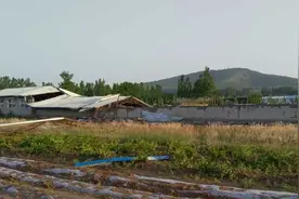 最大风力超12级！费县一养猪场钢架大棚被直接被吹塌图片