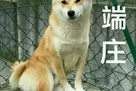 宠物犬打架秒变狗主人“互殴”，代价太大了！图片