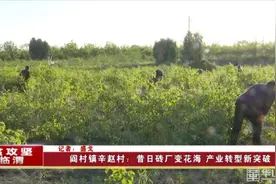 阎村镇辛赵村：昔日砖厂变花海 产业转型新突破图片