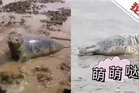 小海豹被困稻田 获救后放生大海两次回头图片