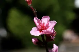 紫玉兰——Magnolia denudata Desr.图片
