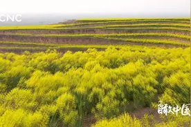 瞰中国|山西运城：金色板蓝花开正当时视频封面