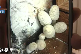 “墙角长蘑菇吓哭女业主”后续：国家级菌菇专家带你走近科学图片