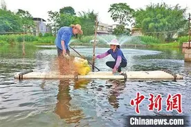 广西“70后”残疾夫妇靠养殖走上致富路图片