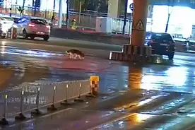 路口惊现一只二哈被交警捡回，现急寻主人图片