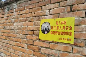 四川黑熊咬人事件后续：狩猎队发现黑熊踪迹，计划安装红外触发相机图片