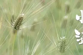 人生“小满”，足矣图片