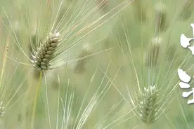 人生“小满”，足矣图片
