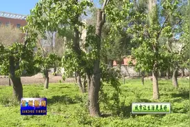 “城市让生活更美好”专栏 甘州：70块裸露土地披绿装 城市生态建设更精细视频封面