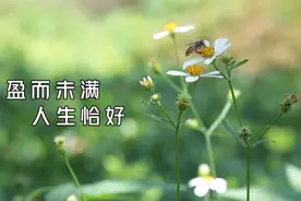 二十四节气丨小满：盈而未满 人生恰好视频封面