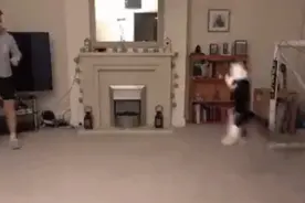 猫如其名！这只名为诺伊尔的小猫守门员成功引起拜仁注意图片